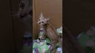 cutecat catlover cute cat youtubeshorts [upl. by Moody]