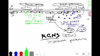 Nephrotic syndrome pathophysiology [upl. by Arahsal816]