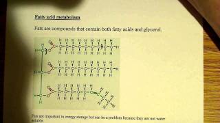 Fatty acid metabolism [upl. by Names]