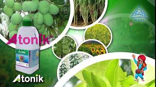 ATONIK®  BEST PLANT GROWTH REGULATOR FOR TOMATO CROP BENIFITS OF ATONIK IN TOMATO CROP  HINDI [upl. by Eceirtal541]