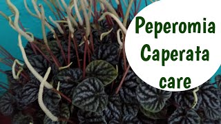 How to care peperomia Tips and tricks [upl. by Bryanty302]