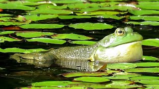 American Bullfrogs Croaking [upl. by Nyletac596]