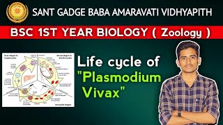 SGBAU bsc biology life cycle of plasmodium vivax  bsc 1st year zoology  SGBAU vidhyapith bsc bio [upl. by Sinnal]