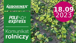 Jesienna regulacja rzepaku ozimego  POLE express  Agrosimex [upl. by Koenig741]