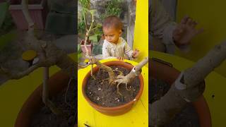 Ficus Benghalensis Bonsai দেশী বট গাছের বনসাই viralvideo shorts shortsvideo bonsai garden [upl. by Hsejar]