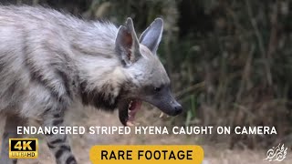 Unbelievable Encounter Photographer Captures Intimate Moments with Endangered Striped Hyena [upl. by Elconin]