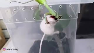 Praying Mantis Eats Mouse ALIVE GRAPHIC [upl. by Atelahs]