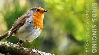 Birds Singing  11 Hour Bird Sounds Relaxation Soothing Nature Sounds Birds Chirping [upl. by Ilrahc]