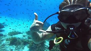 Diving Balicasag Island with Sierra Madre Divers Philippines 08102024 [upl. by Nnairrehs858]