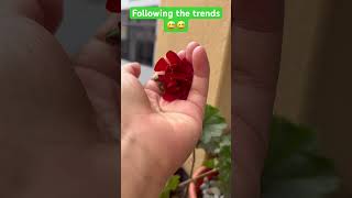 Beautiful blooming Geranium Flower🌱🌸geraniumflowersshortsyoutube [upl. by Inasah]