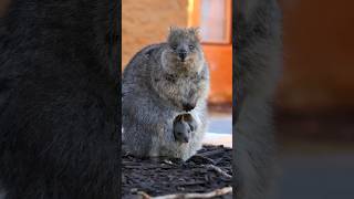 Meet the Quokkas The Worlds Happiest Animal 🦘👀😀 wildlife travel animals [upl. by Ecyor959]