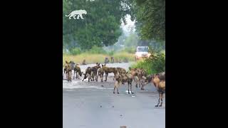 Un babuino atrapado entre 20 perros salvajes [upl. by Cleodal]