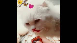 Talab hai tu hai Nasha👉😺🦋💗shortvideoscat lover animalsshortvideos youtubeshortstendingsong [upl. by Chester70]