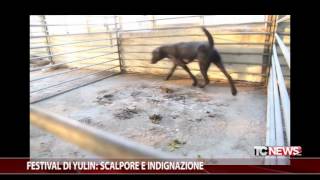 Festival di Yulin scalpore e indignazione [upl. by Rusty]