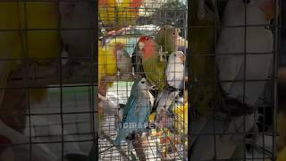 Galiff street bird market 🦜India biggest bird market birds pets galiffstreet birdslover shorts [upl. by Almira123]