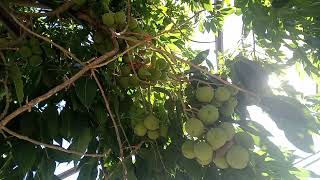 Sapote harvest [upl. by Stanfield]