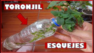 COMO OBTENER PLANTAS DE TORONJIL CON PORCIONES DE TALLO O ESQUEJES [upl. by Hsilgne]