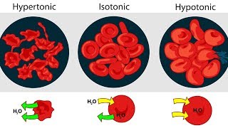 Osmolarity Osmolality and Tonicity [upl. by Rahmann]