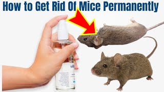 Natural homemade mouse repellent to Get Rid Of Mice Permanently in your house [upl. by Snodgrass]