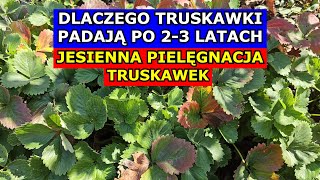 Dlaczego Truskawki PADAJĄ PO 23 LATACH Jesienna Pielęgnacja Truskawek Uprawa Truskawek w PRAKTYCE [upl. by Roberts]