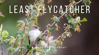 Least Flycatcher  4k 🎥 [upl. by Annoyk]