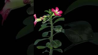 Time lapse of growing and opening adenium flower plants microgreens garden edibleplants [upl. by Aerdma240]