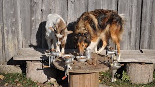 Adventures of farm collies ep 124 Apples pears and acorns [upl. by Perrin]