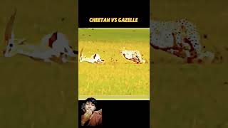 cheetah vs Gazelle trending animals cheetah gazelle viralvideo wildlife youtubeshorts shorts [upl. by Pedrick]