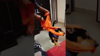 love music jubinnautiyal newsong doglover lofidog musicgenre bollydog labrador [upl. by Ferwerda]