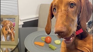 Dog food reviews with Maggie the Vizsla [upl. by Callista]