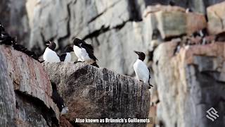 Thickbilled Murres on the Alkefjellet Cliffs Svalbard [upl. by Yntrok354]