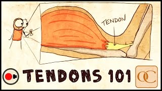 The Basic Science of Tendons amp Tendinitis [upl. by Mikkanen]