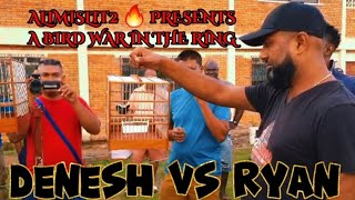 DENESH vs RYAN🔥TODAY TOWA TOWA BIRD RACE IN NEW AMSTERDAM 🇬🇾 BERBICE BIRD GROUND 20SHOWDOWN24 🌎 [upl. by Naivart]