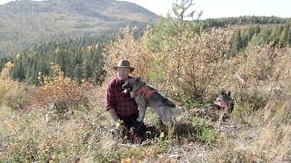 Genetic Diversity The Key To Health In Norwegian Elkhounds [upl. by Eiltan]