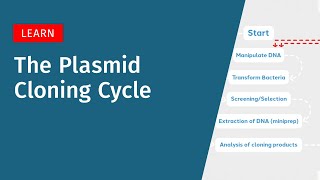 The Plasmid Cloning Cycle [upl. by Elleinnod]