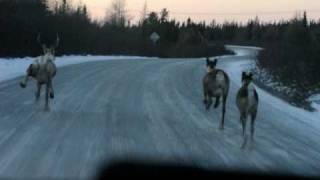 The Expeditioners quotCaribou running in front of the carquot [upl. by Lebisor289]