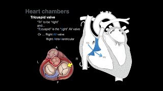 Overview of Heart Anatomy Tutorial [upl. by Anoek]