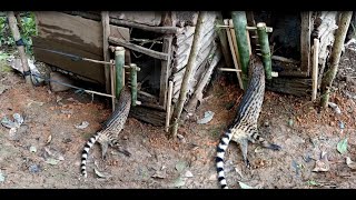 Create amazing bamboo trap to catch civet eat chicken in the Garden good results [upl. by Darsey]