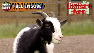 Big Barn Farm  Season 1 Episode 8  Greedy Goat [upl. by Enilaf765]