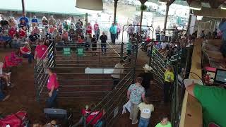 2024 Meigs County Fair Livestock Sale Ducks [upl. by Aneris]