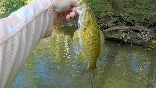 Fall Creek Fishing Using LIVE Bait and New Lures [upl. by Emelyne]