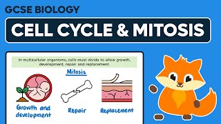 The Cell Cycle amp Mitosis  GCSE Biology [upl. by Refinnaj565]