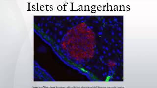 Islets of Langerhans [upl. by Innek593]