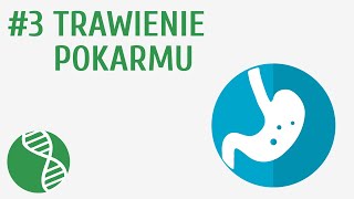 Trawienie pokarmu 3  Odżywianie [upl. by Revolc]