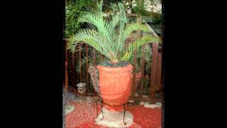 Cycads and Succulents in Pots [upl. by Stephanie]