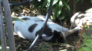 Cat mating season How cats make love 2014 feb 19th wed 1 40pm M2U00583 [upl. by Amoakuh]