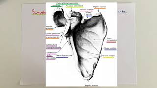 ANATOMİ10KONUÜst Ekstremite Kemikleri Scapula [upl. by Sula]