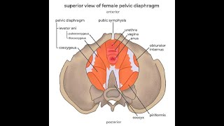 Anatomy of the Levator Ani muscles Puborectalis Pubococcygeus and iliococcygeus [upl. by Enrica]