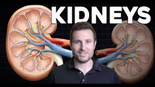 How do the Kidneys work Renal Physiology and Filtration Explained for Beginners  Corporis [upl. by Niattirb]