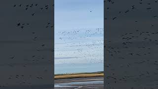 Pinkfooted Geese  Ythan Estuary [upl. by Ellennahs516]